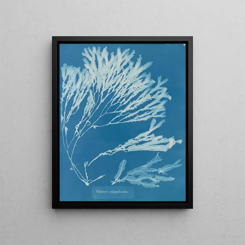 Tableau Halyséris polypodioides - Anna Atkins | Reproduction