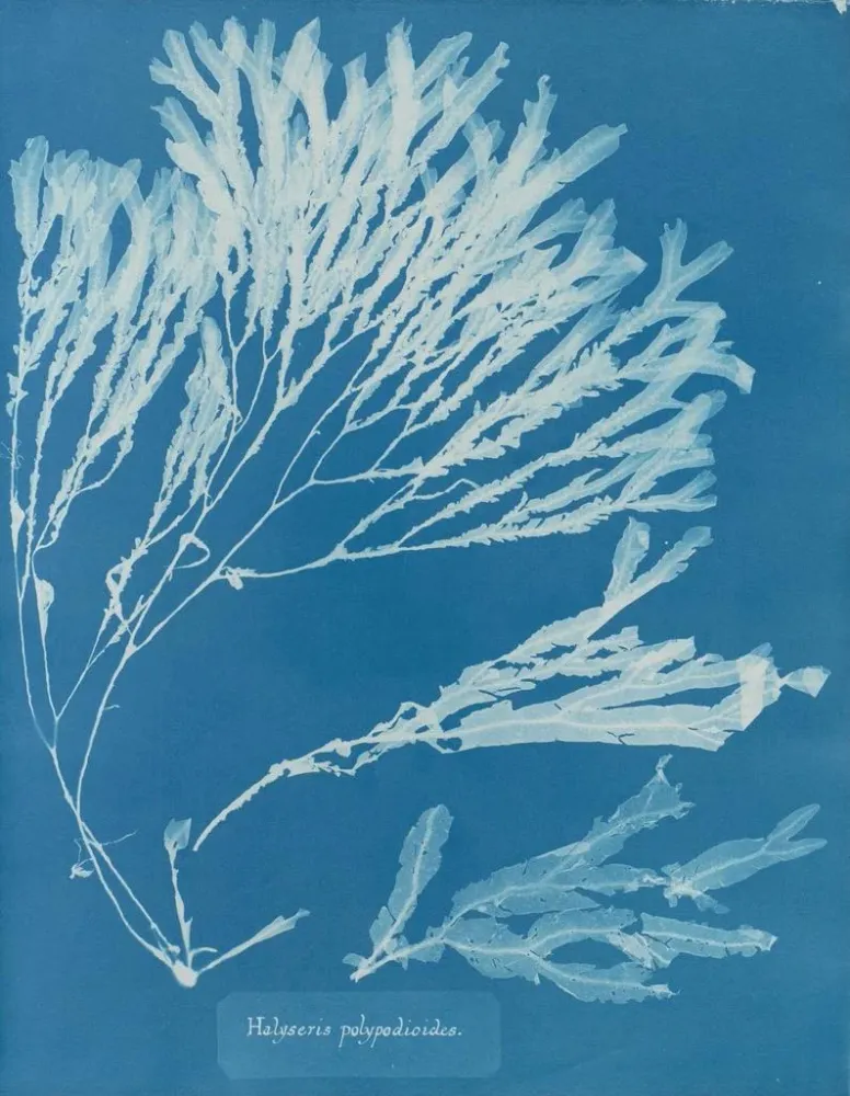 Tableau Halyséris polypodioides - Anna Atkins | Reproduction