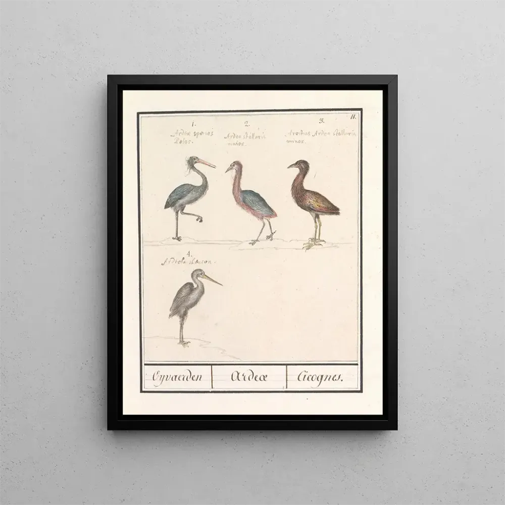 Tableau Hérons Ardeidae - Anselmus Botius de Boodt | Reproduction