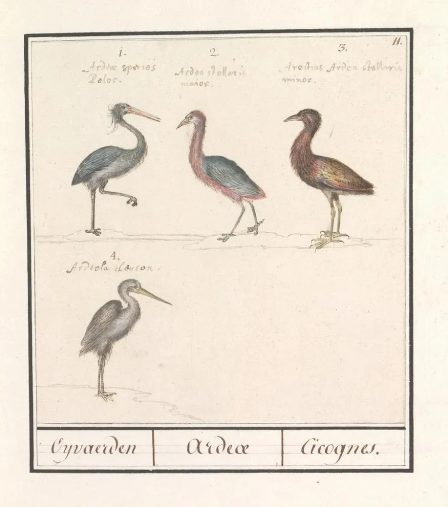 Tableau Hérons Ardeidae - Anselmus Botius de Boodt | Reproduction