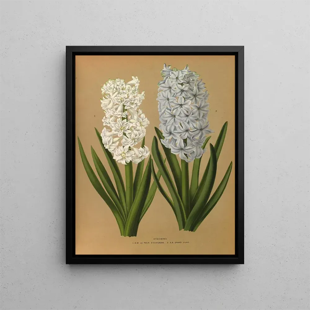 Tableau Hyacinths 1 DW La Tour d'Auvergne 2 SB Grand Lilas - Arentina Hendrica Arendsen | Reproduction
