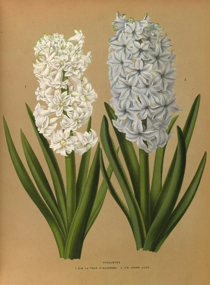 Tableau Hyacinths 1 DW La Tour d'Auvergne 2 SB Grand Lilas - Arentina Hendrica Arendsen | Reproduction