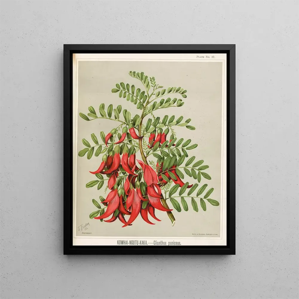 Tableau Kowhai Ngutu Kaka Clianthus puniceus - Sarah Featon | Reproduction