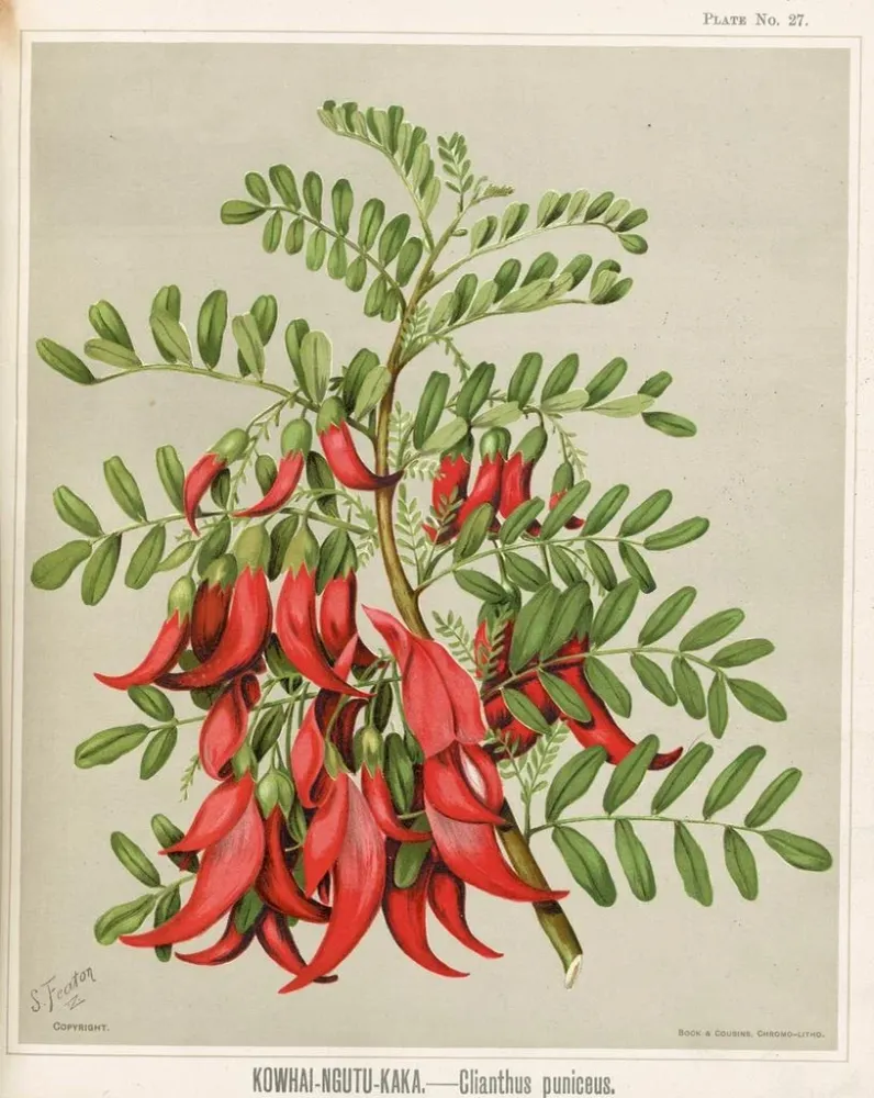 Tableau Kowhai Ngutu Kaka Clianthus puniceus - Sarah Featon | Reproduction