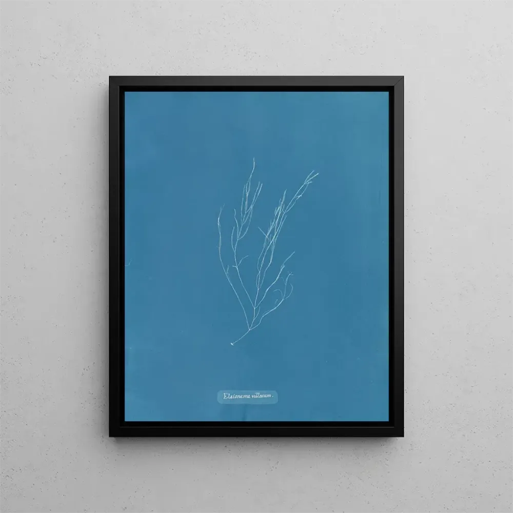 Tableau Élaionema villosum - Anna Atkins | Reproduction