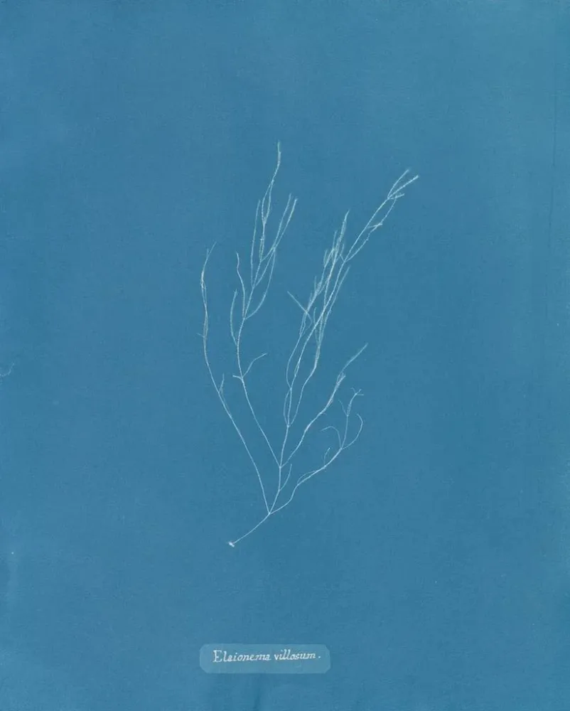 Tableau Élaionema villosum - Anna Atkins | Reproduction