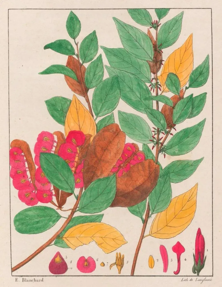 Tableau L'anxiété du salut - Auguste de Saint-Hilaire | Reproduction