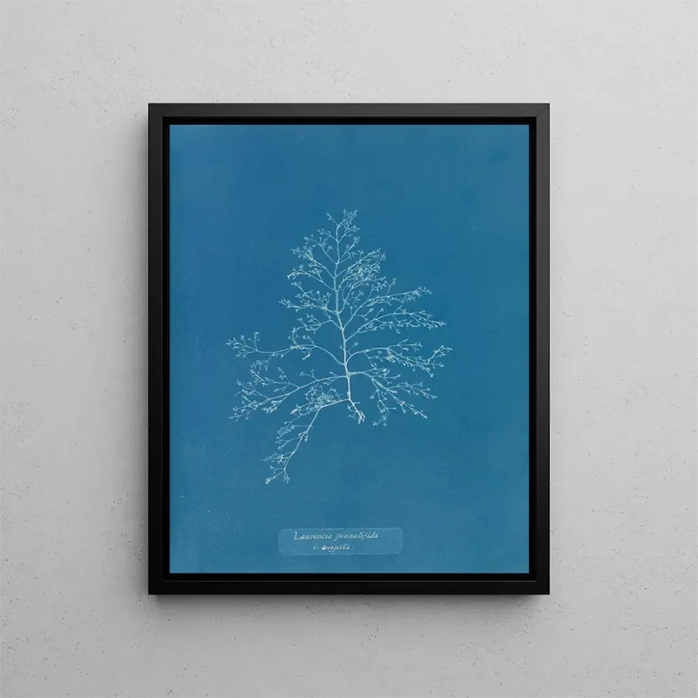 Tableau Laurencia pinnatifida en angusta - Anna Atkins | Reproduction