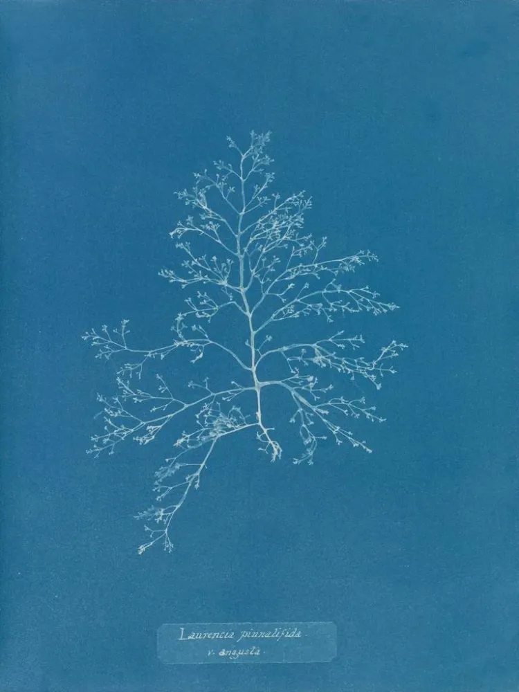 Tableau Laurencia pinnatifida en angusta - Anna Atkins | Reproduction