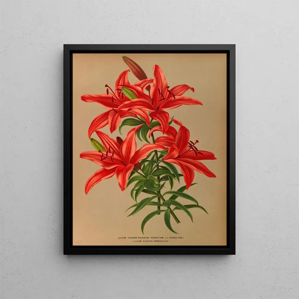 Tableau Lilium thunbergianum venustum - Arentina Hendrica Arendsen | Reproduction