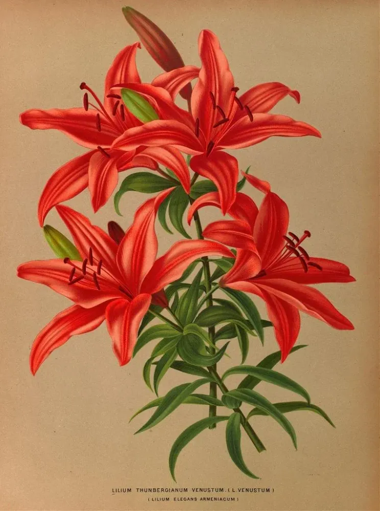 Tableau Lilium thunbergianum venustum - Arentina Hendrica Arendsen | Reproduction