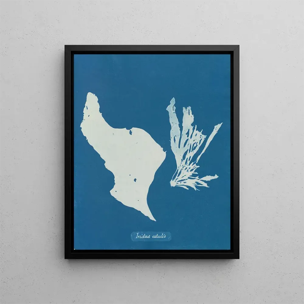 Tableau Tu manges des arcs-en-ciel - Anna Atkins | Reproduction