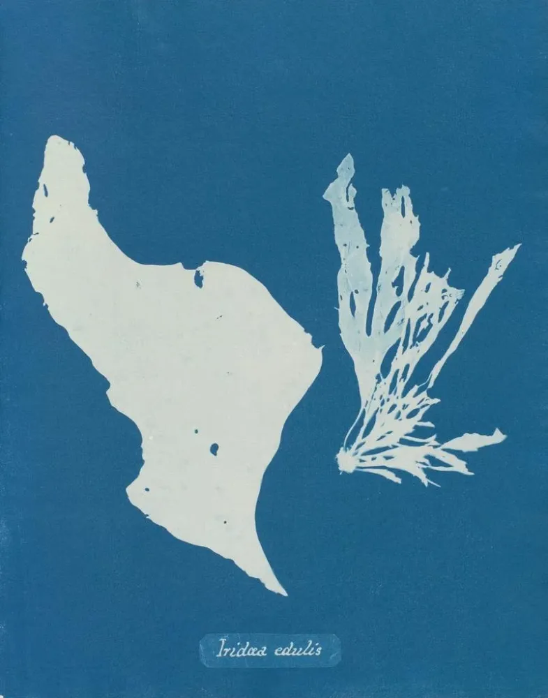 Tableau Tu manges des arcs-en-ciel - Anna Atkins | Reproduction