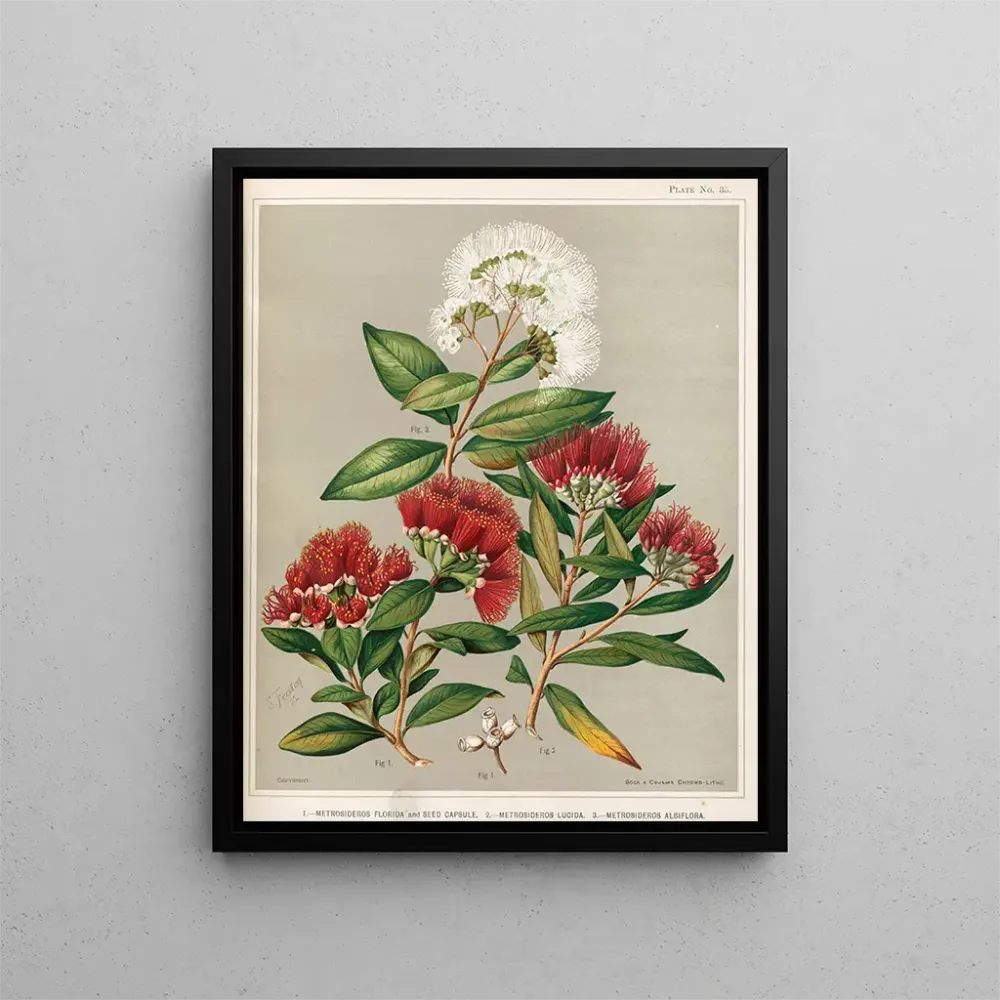 Tableau 1 Metrosideros florida et capsule de graines 2 Metrosideros lucida 3 Metrosideros albiflora - Sarah Featon | Repro...