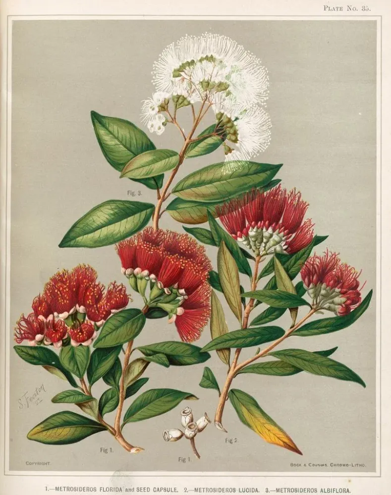 Tableau 1 Metrosideros florida et capsule de graines 2 Metrosideros lucida 3 Metrosideros albiflora - Sarah Featon | Repro...