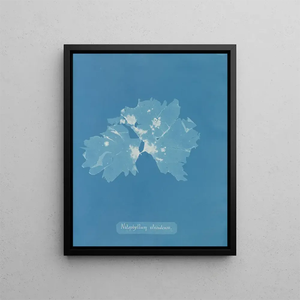 Tableau Nitophyllum ulvoideum - Anna Atkins | Reproduction