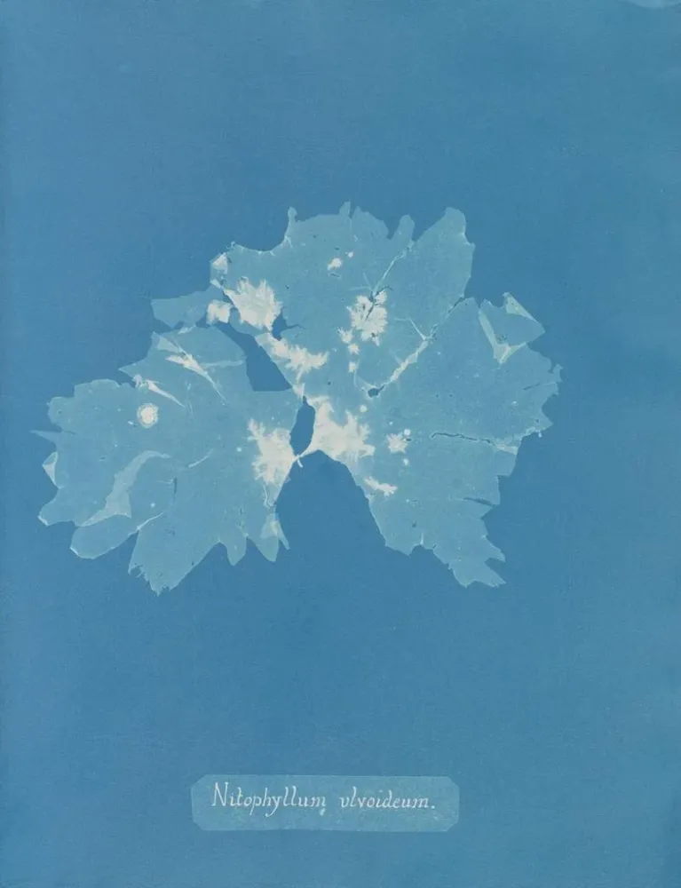 Tableau Nitophyllum ulvoideum - Anna Atkins | Reproduction