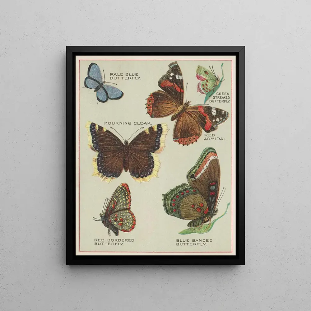 Tableau Papillons d'Amérique Pl4 - Chase Sanborn | Reproduction