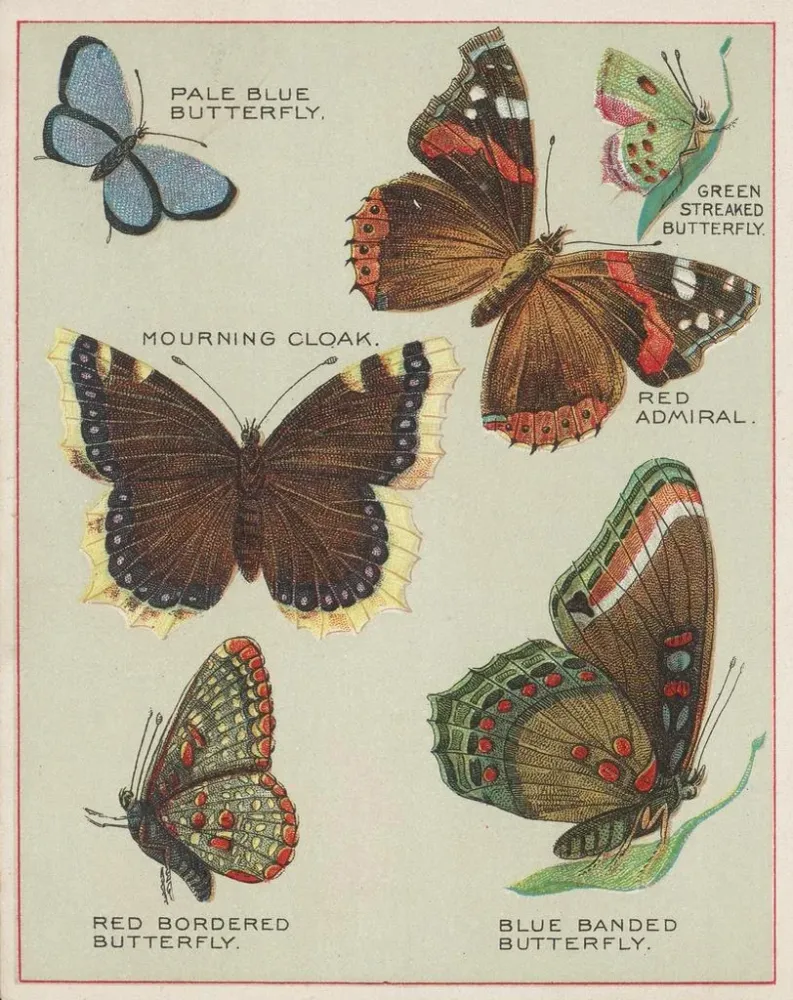 Tableau Papillons d'Amérique Pl4 - Chase Sanborn | Reproduction