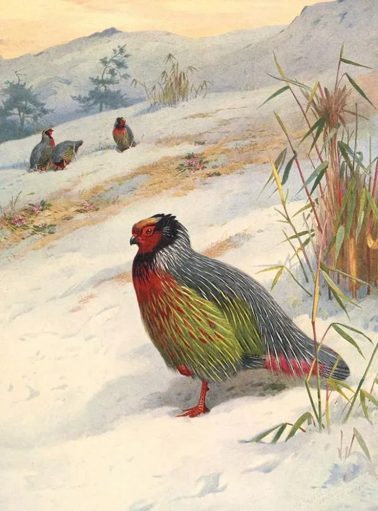 Tableau Perdrix de sang de Kusers - Archibald Thorburn | Reproduction