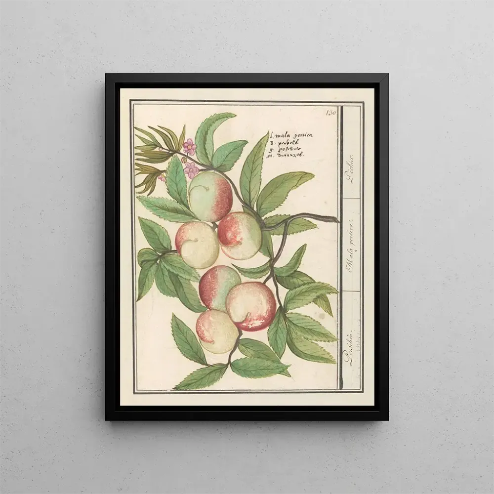 Tableau Persicum Persicum Malabar Persicum - Anselmus Botius de Boodt | Reproduction