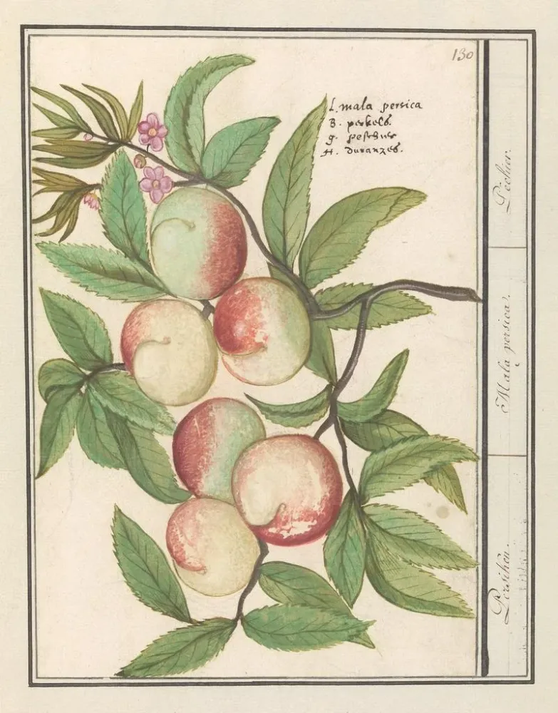 Tableau Persicum Persicum Malabar Persicum - Anselmus Botius de Boodt | Reproduction