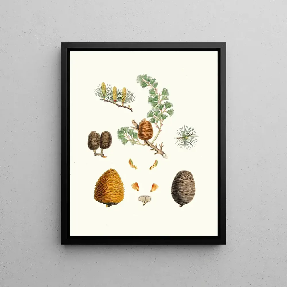 Tableau Pinus deodara, cèdre de l'Inde - Aylmer Bourke Lambert | Reproduction