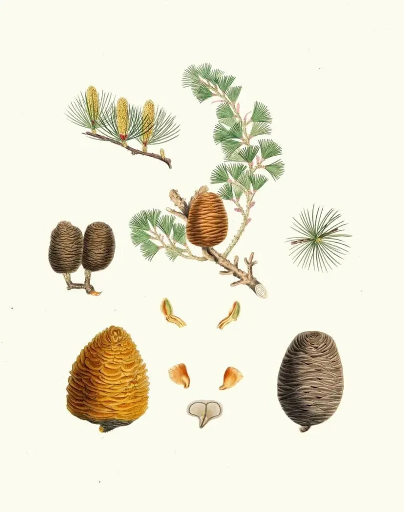 Tableau Pinus deodara, cèdre de l'Inde - Aylmer Bourke Lambert | Reproduction