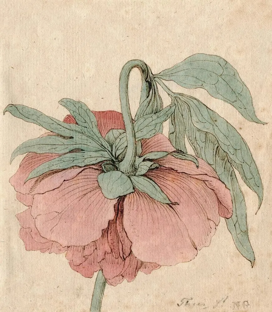 Tableau Pivoine - Barend Hendrik Thier | Reproduction