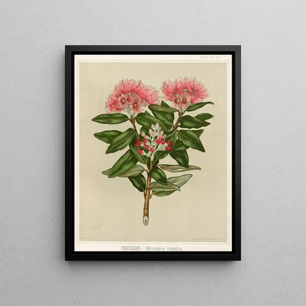 Tableau Pohutukawa Metrosideros tomentosa, Planche 37 - Sarah Featon | Reproduction