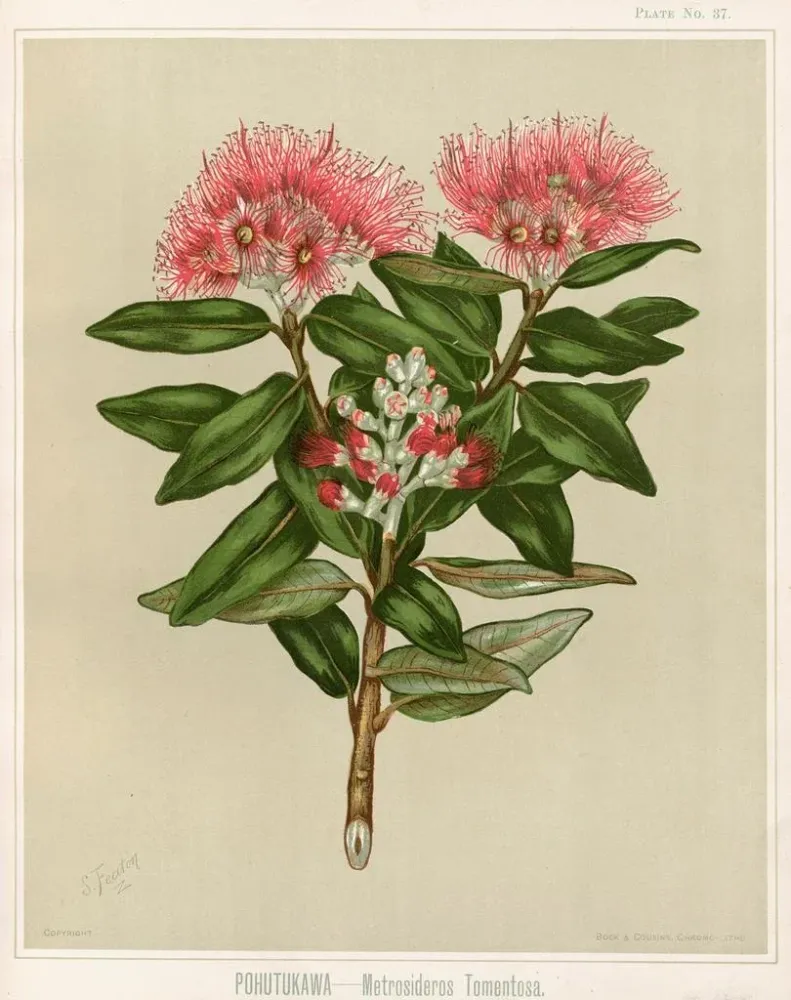 Tableau Pohutukawa Metrosideros tomentosa, Planche 37 - Sarah Featon | Reproduction