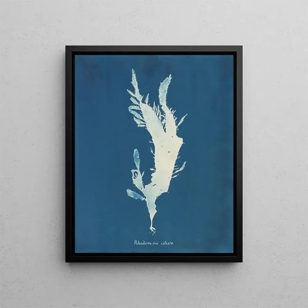 Tableau Rhodoménie ciliée - Anna Atkins | Reproduction