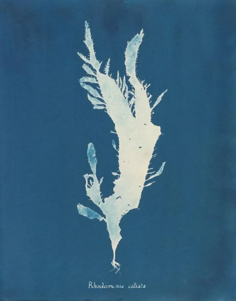 Tableau Rhodoménie ciliée - Anna Atkins | Reproduction