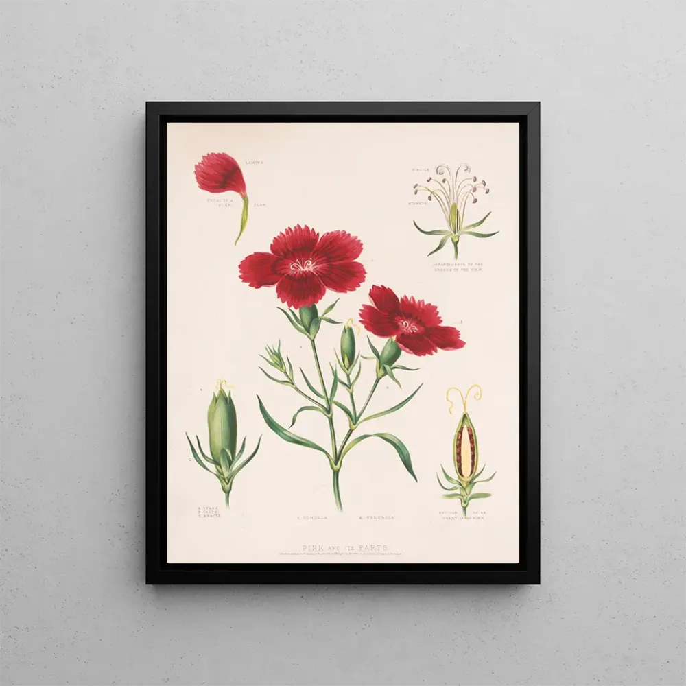 Tableau Rose et ses parties - Louis Prang Co | Reproduction