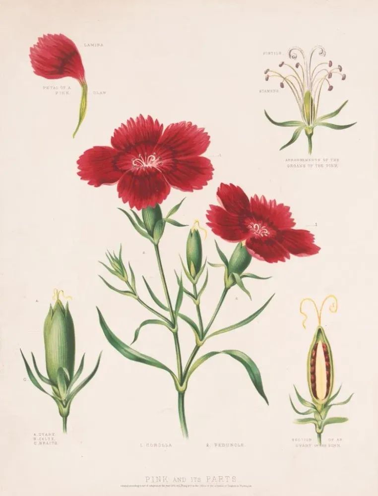 Tableau Rose et ses parties - Louis Prang Co | Reproduction