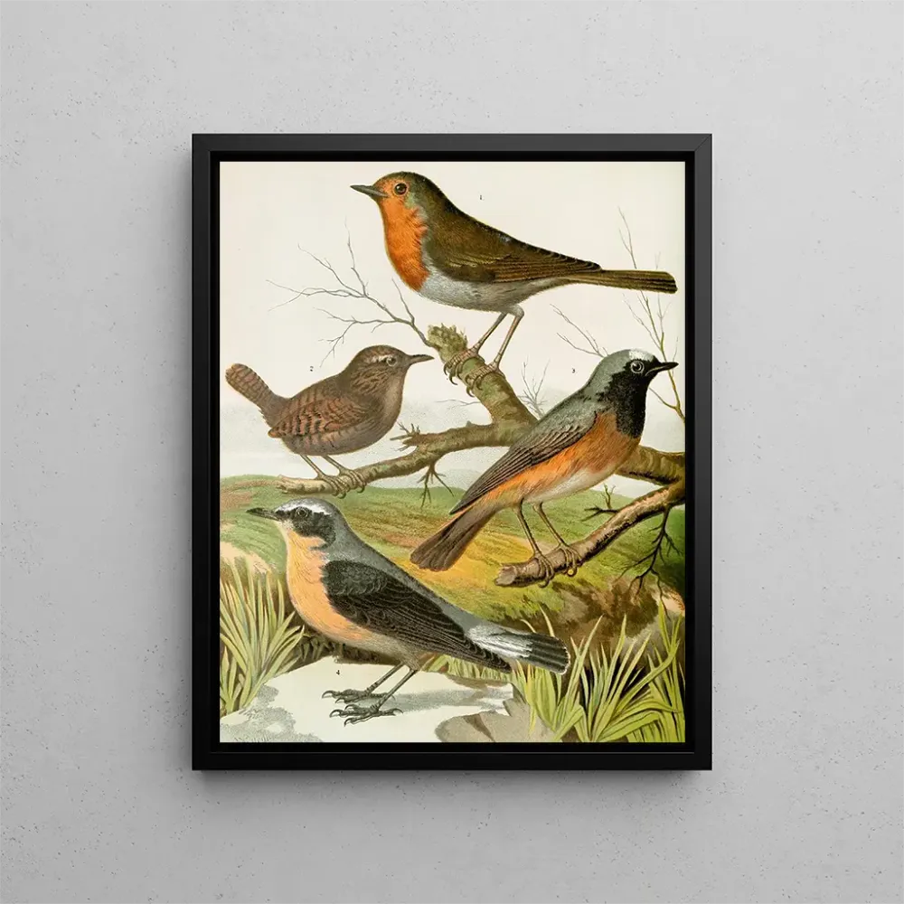 Tableau Rouge - gorge, troglodyte, rougequeue, traquet - W. . Blakston | Reproduction