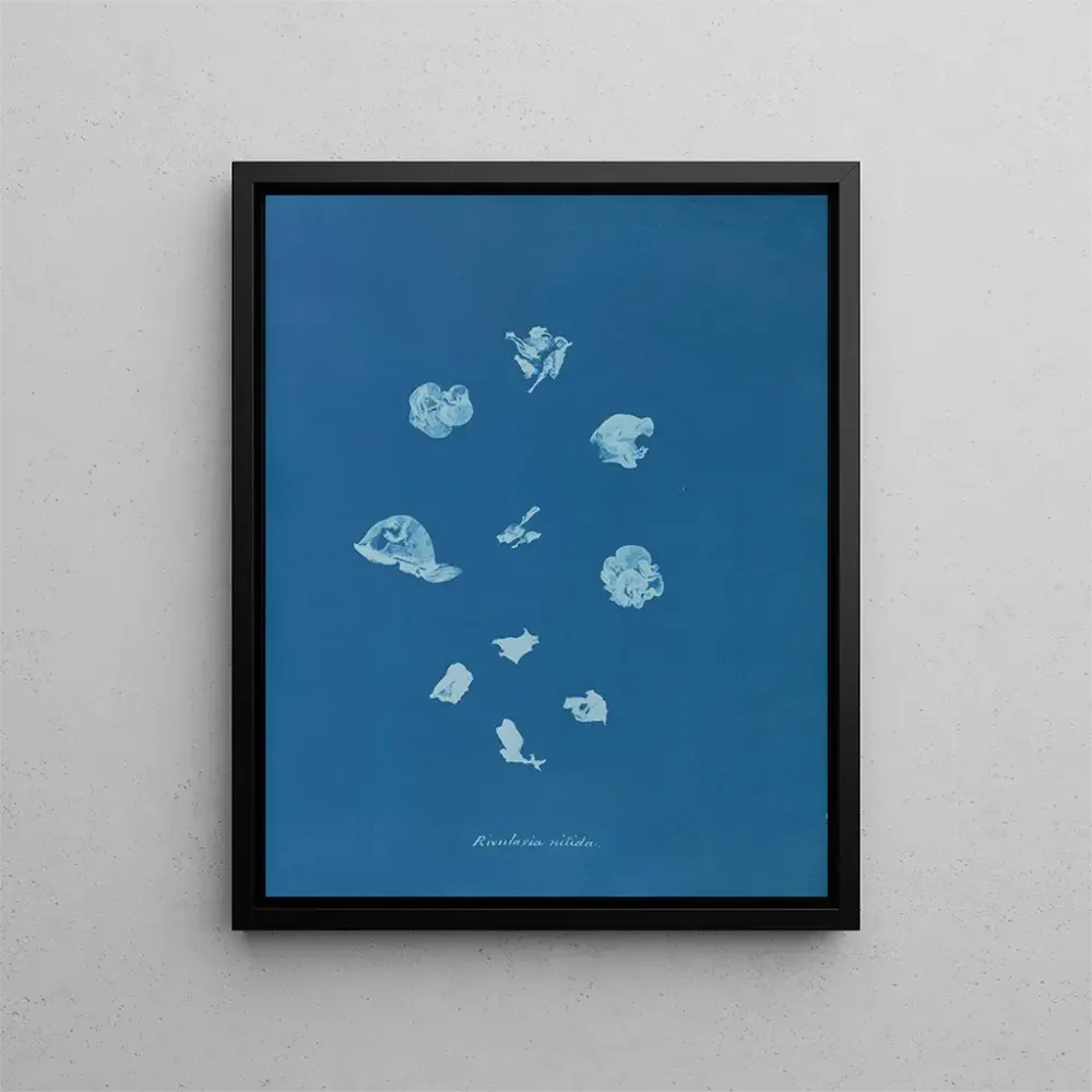Tableau Ruisseaux brillants - Anna Atkins | Reproduction