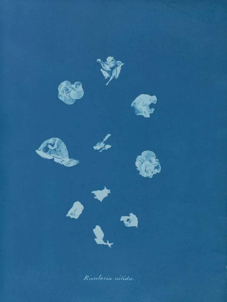 Tableau Ruisseaux brillants - Anna Atkins | Reproduction