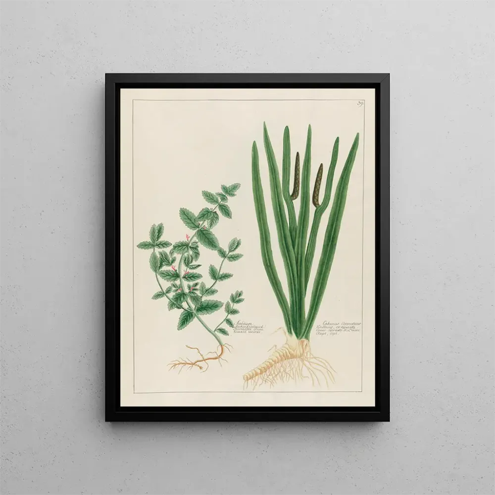 Tableau Scordium et Calamus aromatique - Petr Martynovich Gofman | Reproduction