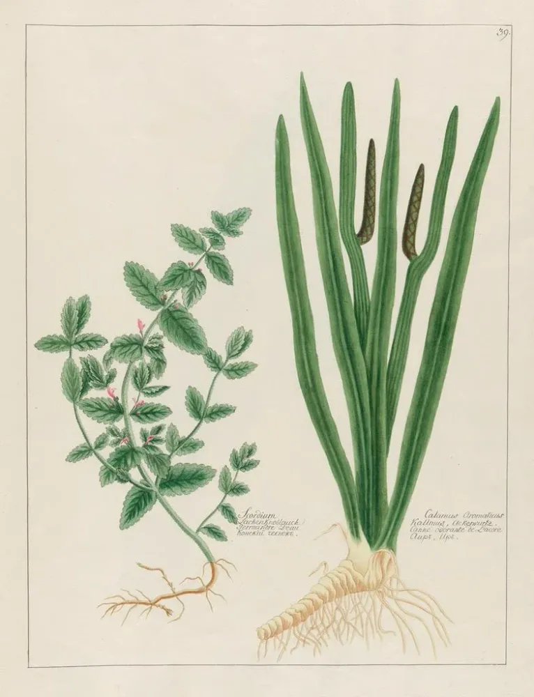 Tableau Scordium et Calamus aromatique - Petr Martynovich Gofman | Reproduction