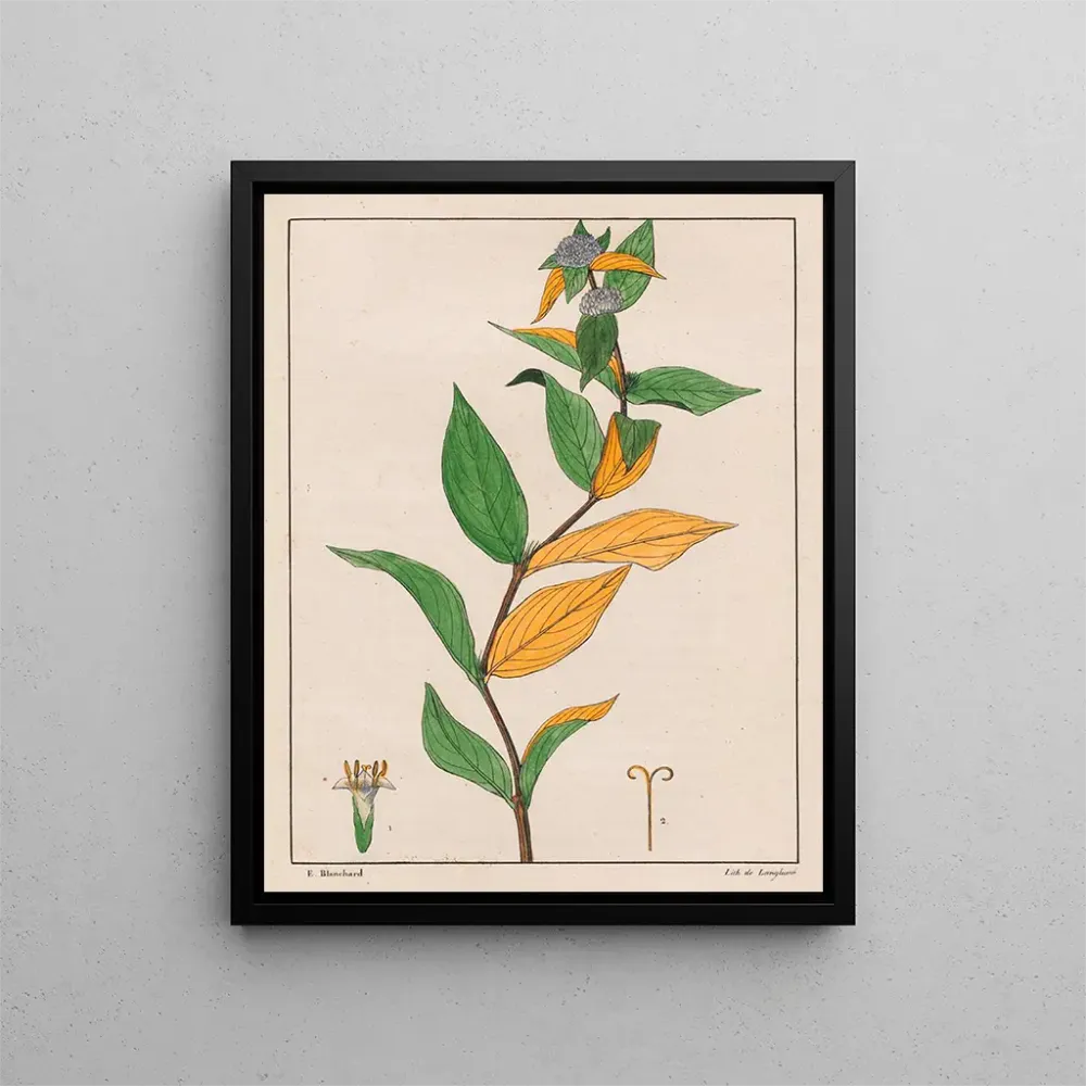 Tableau Spermacoce poaya - Auguste de Saint-Hilaire | Reproduction