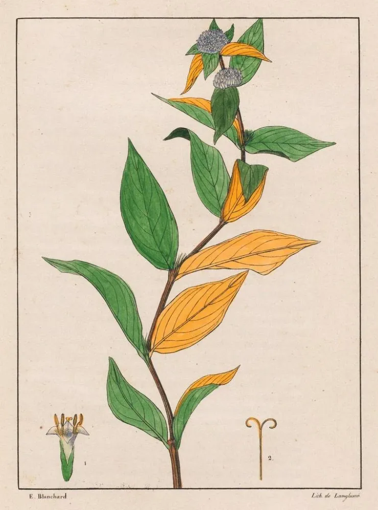 Tableau Spermacoce poaya - Auguste de Saint-Hilaire | Reproduction
