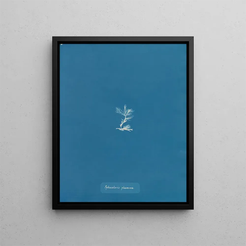 Tableau Sphacelaria plumosa - Anna Atkins | Reproduction