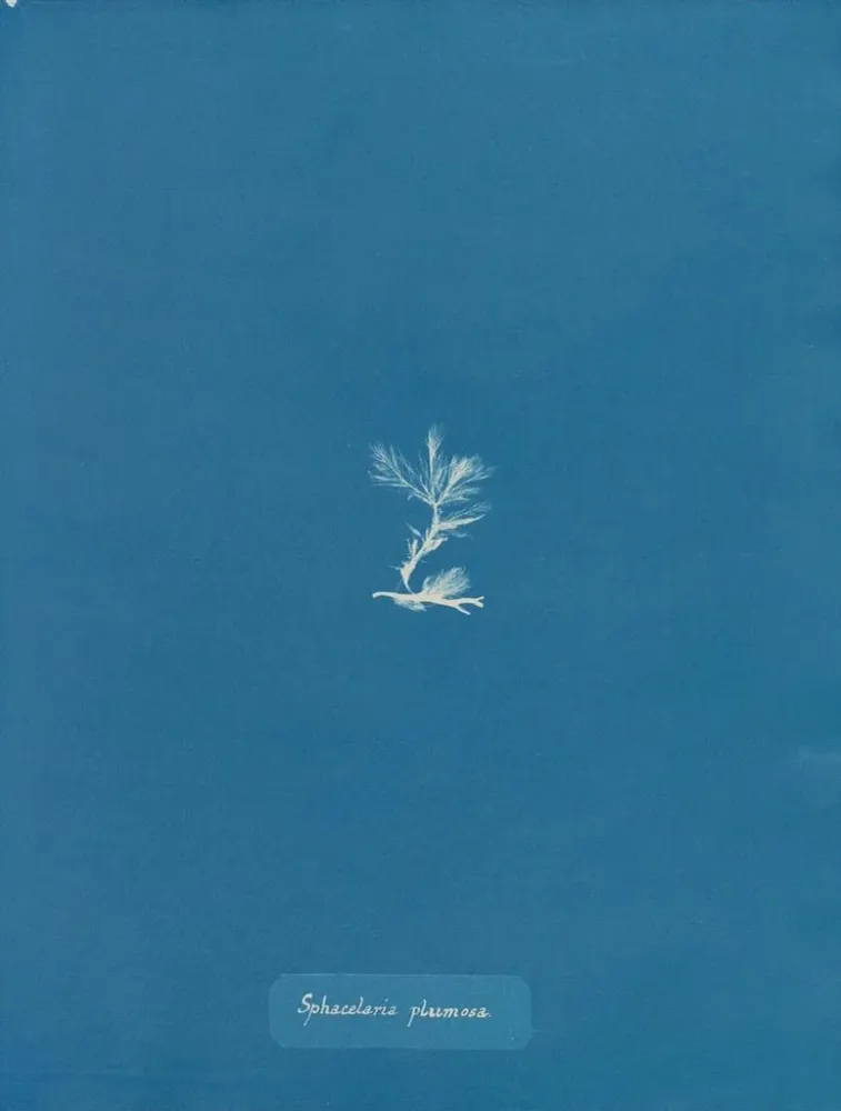 Tableau Sphacelaria plumosa - Anna Atkins | Reproduction