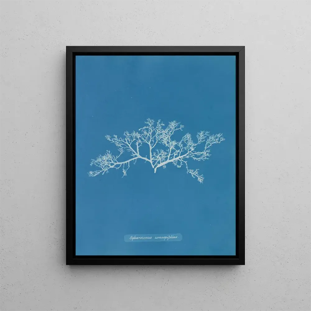 Tableau Sphaerococcus coronopifolius - Anna Atkins | Reproduction