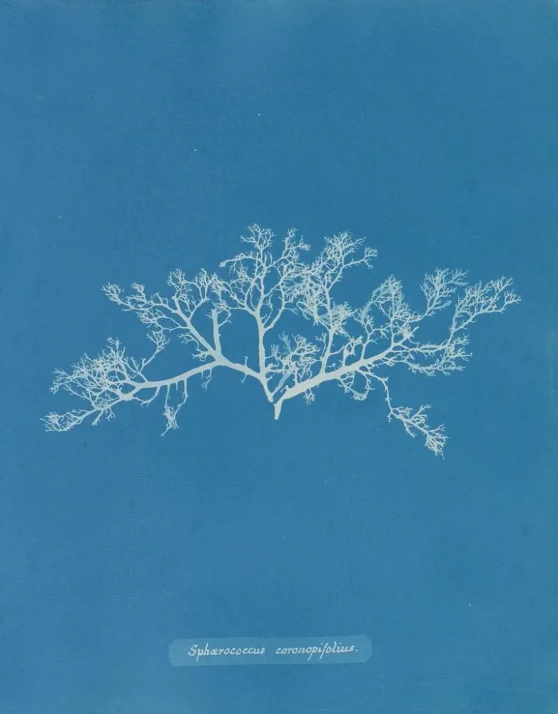 Tableau Sphaerococcus coronopifolius - Anna Atkins | Reproduction