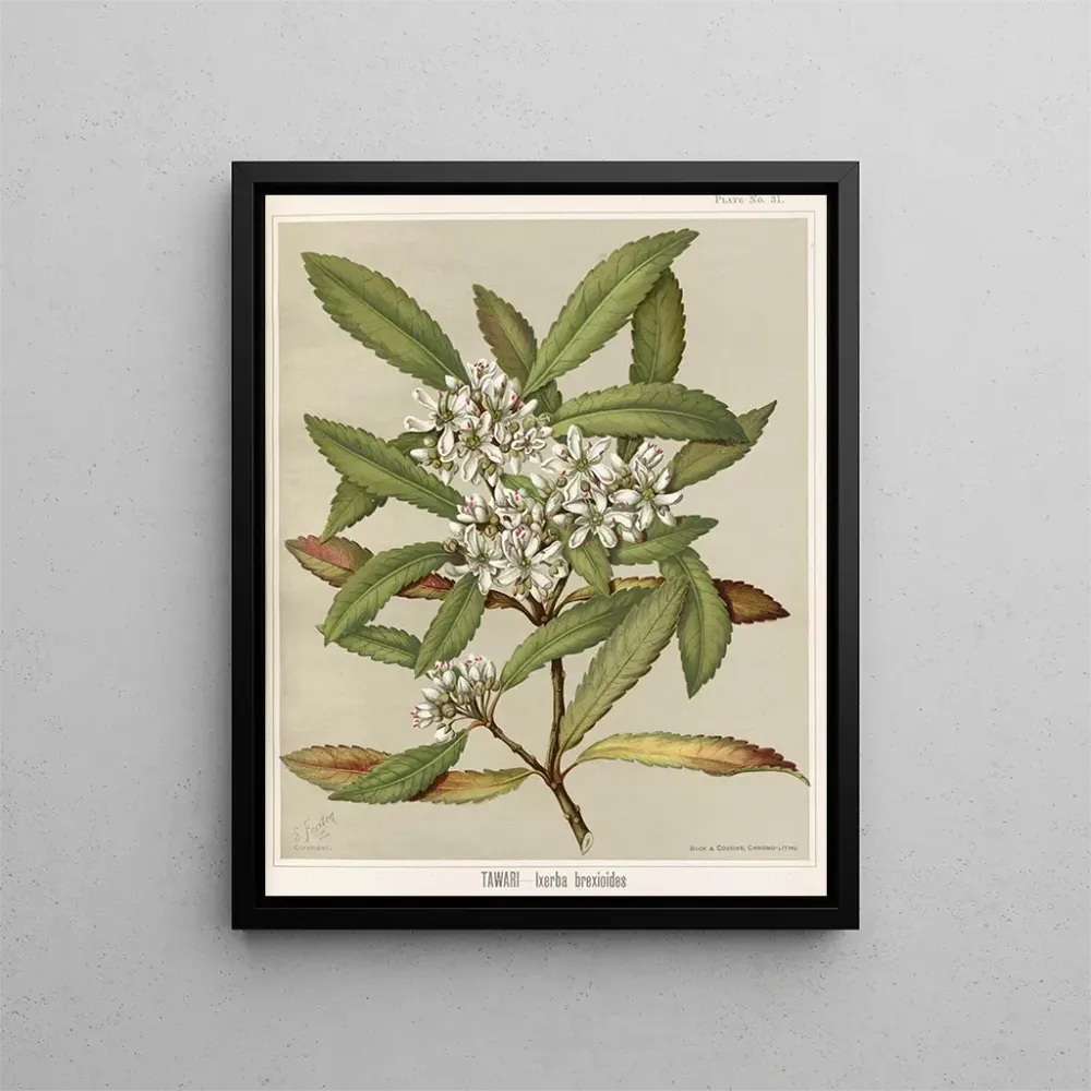 Tableau Tawari Ixerba brexioides, Planche 31 - Sarah Featon | Reproduction