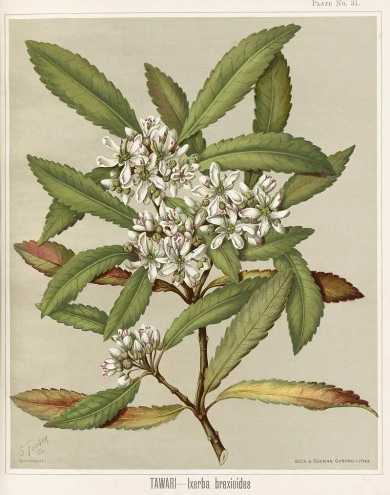 Tableau Tawari Ixerba brexioides, Planche 31 - Sarah Featon | Reproduction