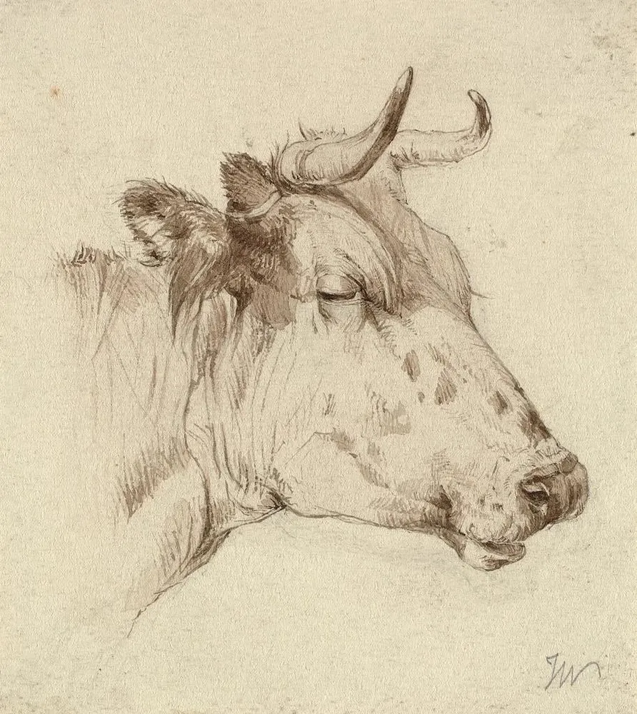 Tableau Tête de vache - Anonyme | Reproduction