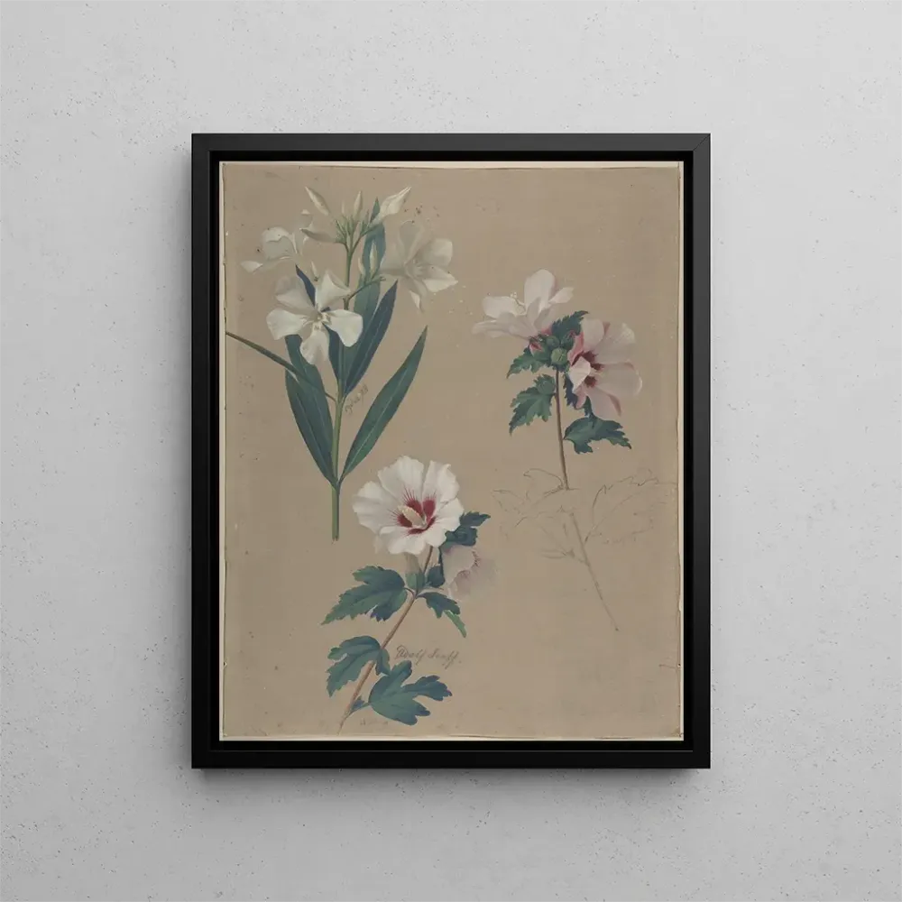 Tableau Étude des plantes d'hibiscus - Adolf Senff | Reproduction